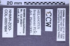 Etikette zu Melanotus fergussoni (Platia & Schimmel, 2001) (NHMW-ZOO-COL-0007664)